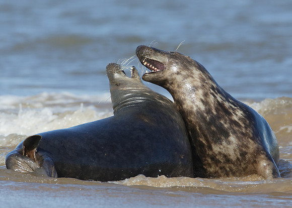 Grey Seal Halichoerus grypus