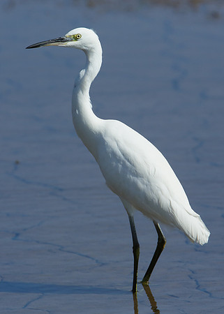 Little Egret Egretta garzetta