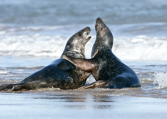Grey Seal Halichoerus grypus