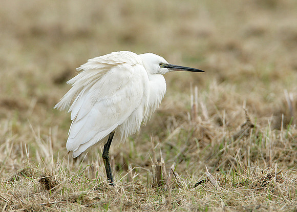 Little Egret Egretta garzetta