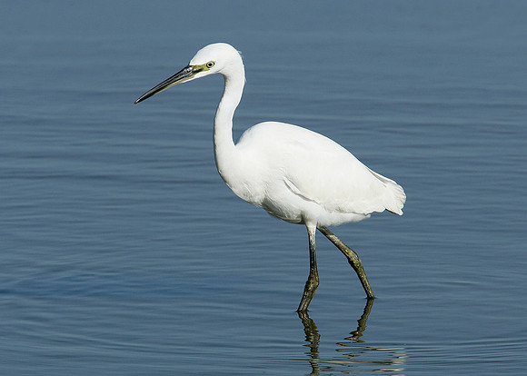 Little Egret Egretta garzetta