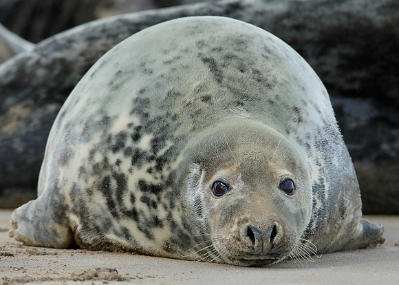 Grey Seal Halichoerus grypus