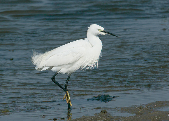 Little Egret Egretta garzetta