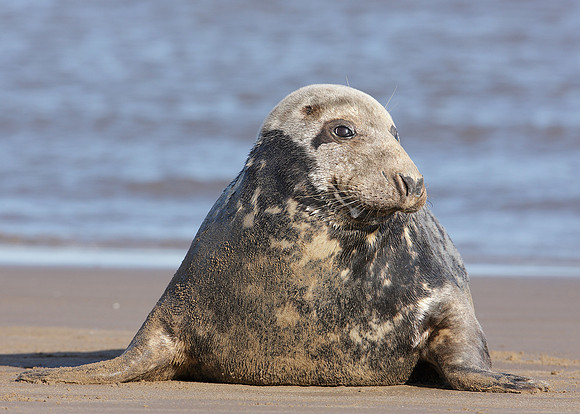 Grey Seal Halichoerus grypus