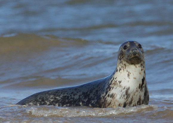 Grey Seal Halichoerus grypus