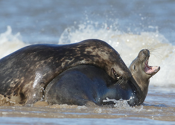 Grey Seal Halichoerus grypus