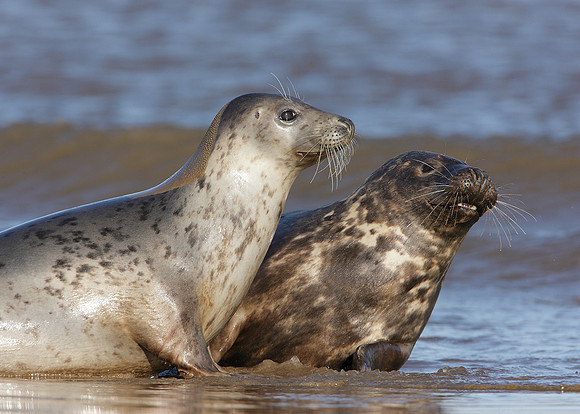 Grey Seal Halichoerus grypus