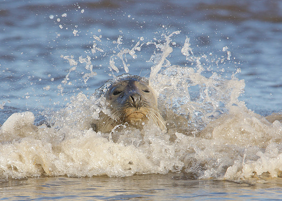 Grey Seal Halichoerus grypus