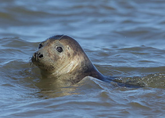 Grey Seal Halichoerus grypus