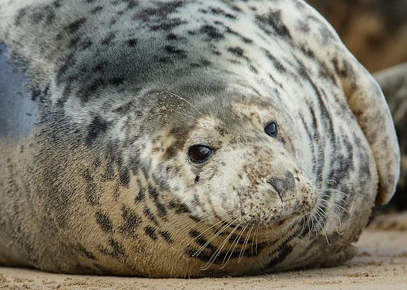Grey Seal Halichoerus grypus