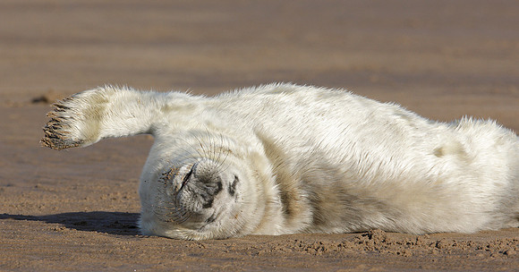 Grey Seal Halichoerus grypus