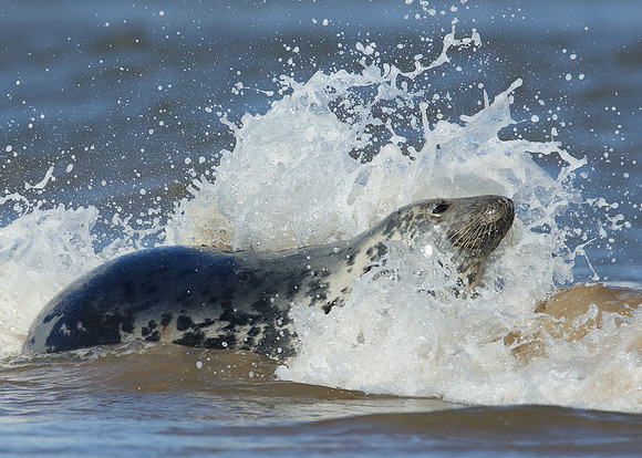 Grey Seal Halichoerus grypus