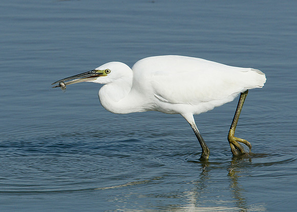 Little Egret Egretta garzetta