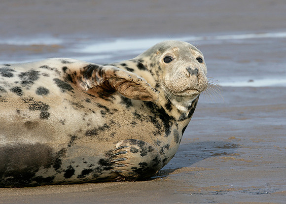 Grey Seal Halichoerus grypus