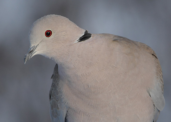 Collared Dove Streptopelia decaocto