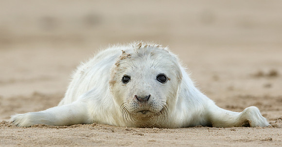 Grey Seal Halichoerus grypus