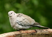 Collared Dove Streptopelia decaocto