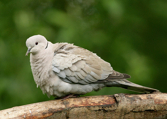 Collared Dove Streptopelia decaocto