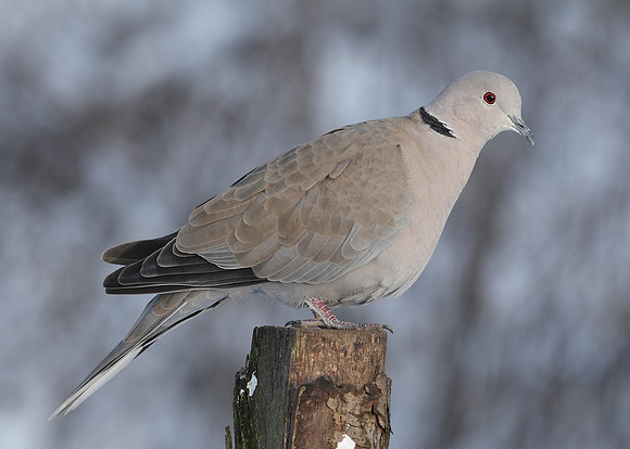 Collared Dove Streptopelia decaocto