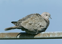 Collared Dove Streptopelia decaocto