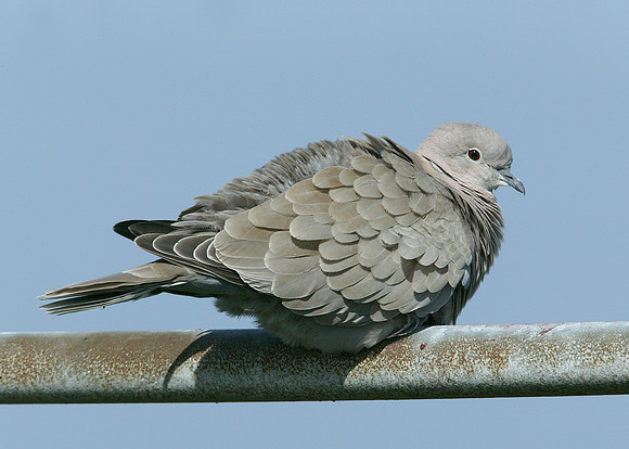 Collared Dove Streptopelia decaocto