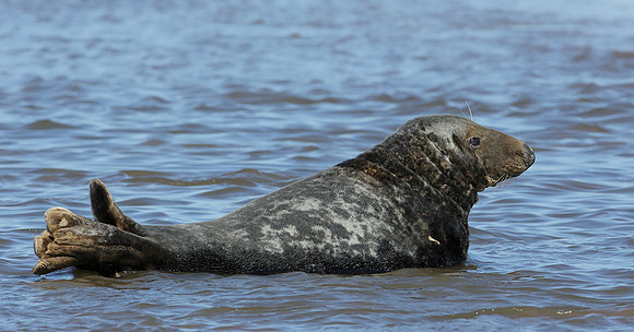 Grey Seal Halichoerus grypus