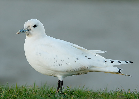 Ivory Gull Pagophila eburnea