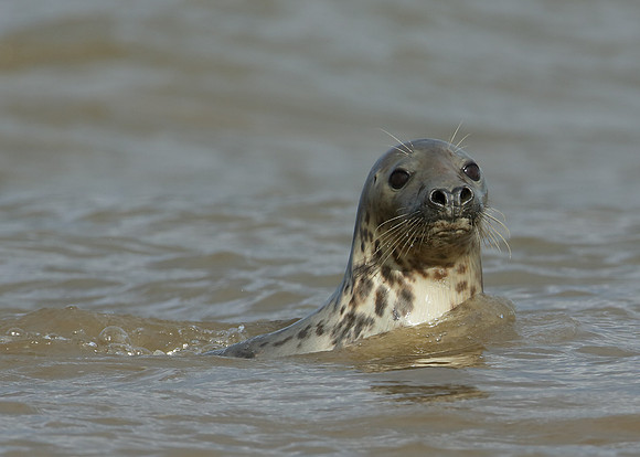 Grey Seal Halichoerus grypus