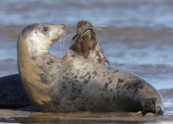 Grey Seal Halichoerus grypus