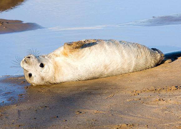 Grey Seal Halichoerus grypus