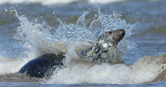 Grey Seal Halichoerus grypus