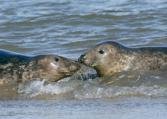 Grey Seal Halichoerus grypus