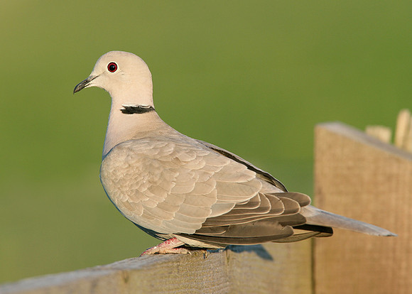 Collared Dove Streptopelia decaocto