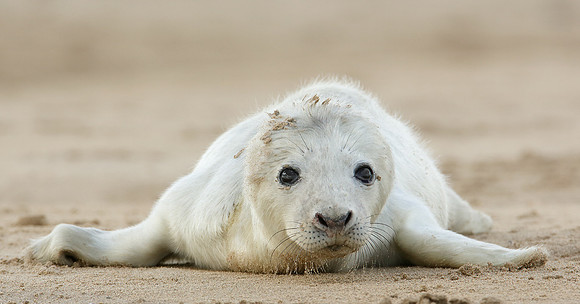 Grey Seal Halichoerus grypus