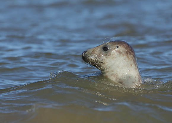 Grey Seal Halichoerus grypus