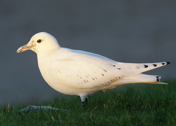 Ivory Gull Pagophila eburnea