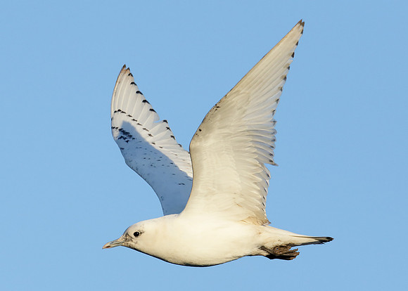 Ivory Gull Pagophila eburnea