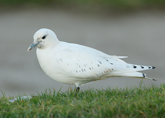 Ivory Gull Pagophila eburnea