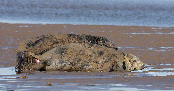 Grey Seal Halichoerus grypus