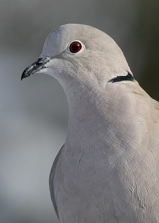 Collared Dove Streptopelia decaocto