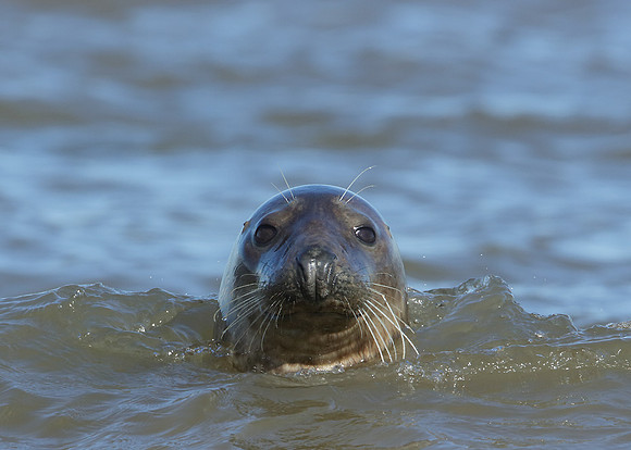 Grey Seal Halichoerus grypus