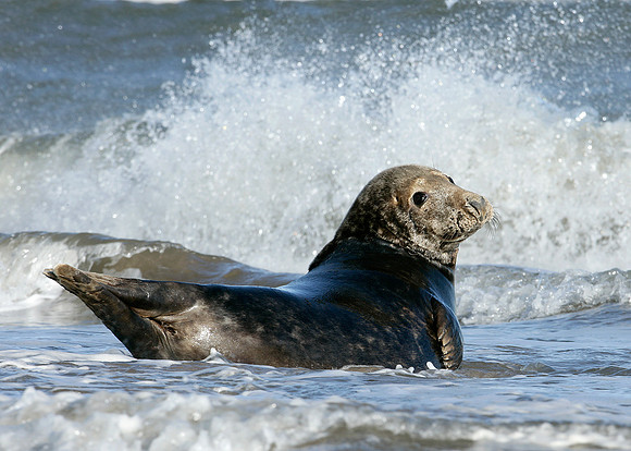 Grey Seal Halichoerus grypus