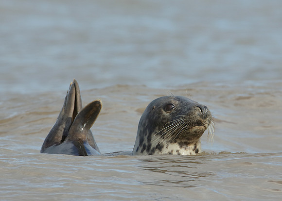 Grey Seal Halichoerus grypus