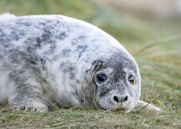 Grey Seal Halichoerus grypus
