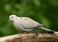 Collared Dove Streptopelia decaocto