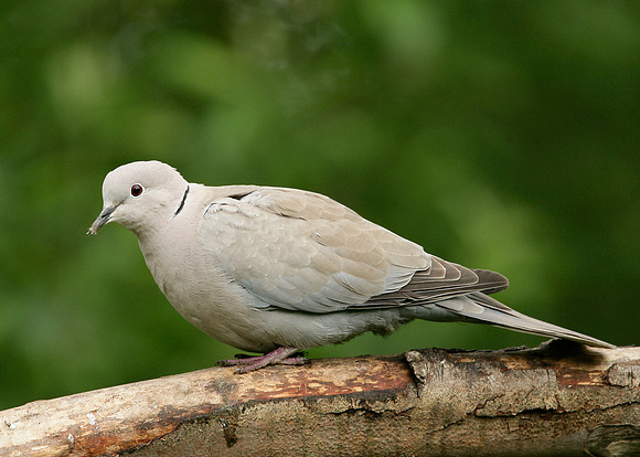 Collared Dove Streptopelia decaocto