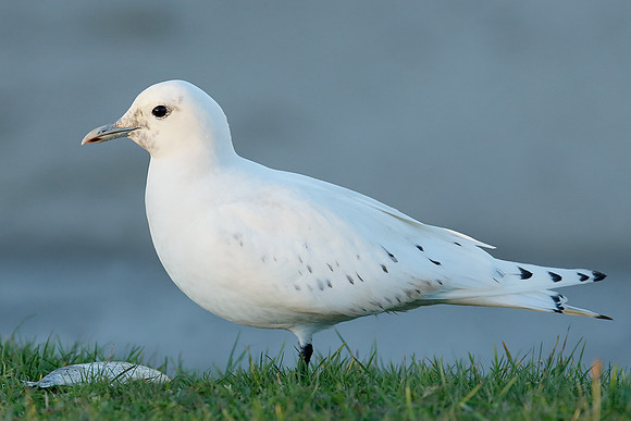 Ivory Gull Pagophila eburnea