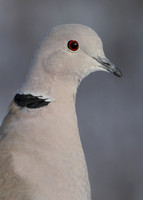 Collared Dove Streptopelia decaocto