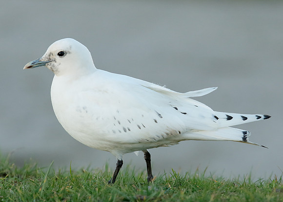 Ivory Gull Pagophila eburnea