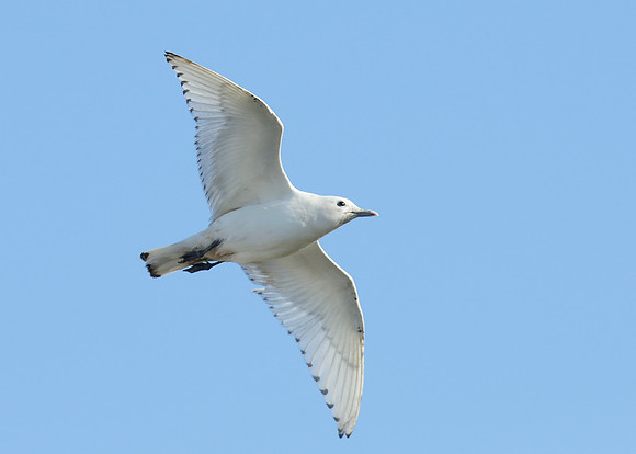 Ivory Gull Pagophila eburnea